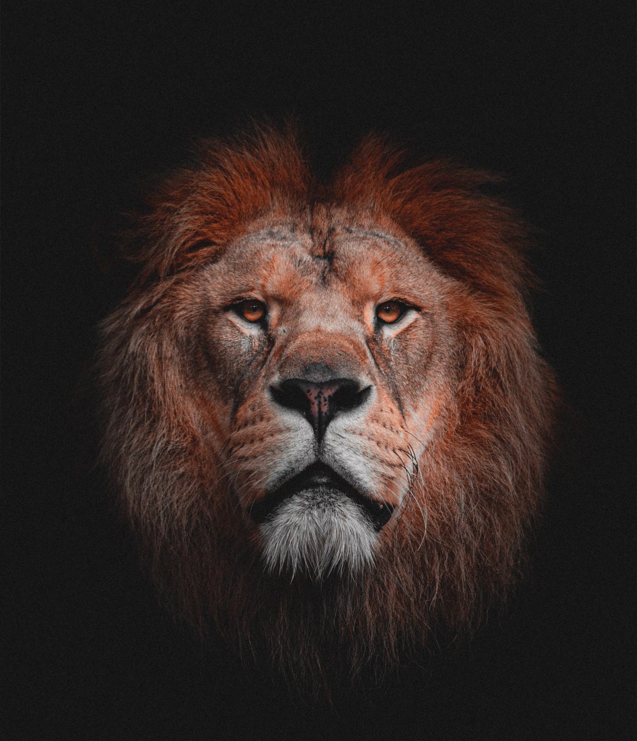 Zill - Multi-purpose WordPress Elementor Theme